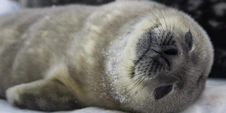 Поблизу української станції в Антарктиді народились перші тюленята (ФОТО)
