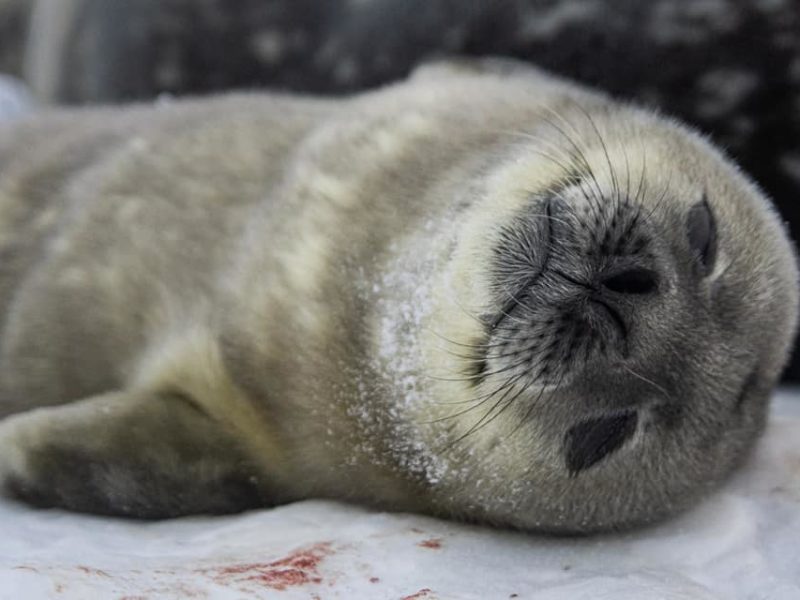 Поблизу української станції в Антарктиді народились перші тюленята (ФОТО)