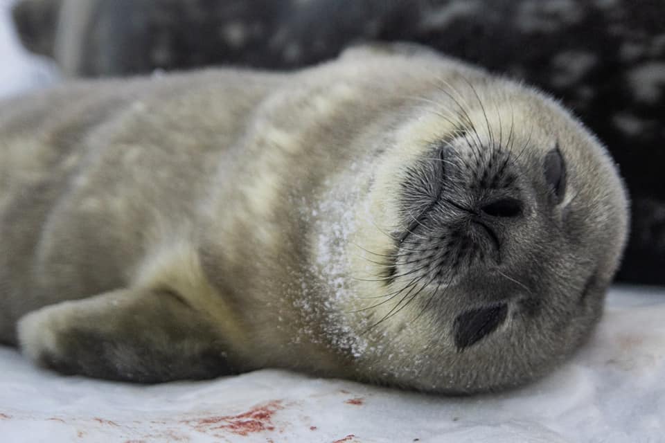 Поблизу української станції в Антарктиді народились перші тюленята (ФОТО) 1