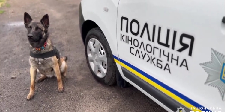 «Кінологічний спецназ»: як чотирилапі несуть службу в поліції Миколаївщини (ВІДЕО)