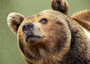 У естонському місті Тарту вже три дні по вулицях блукає ведмідь – поліція просить мешканців триматися від нього подалі