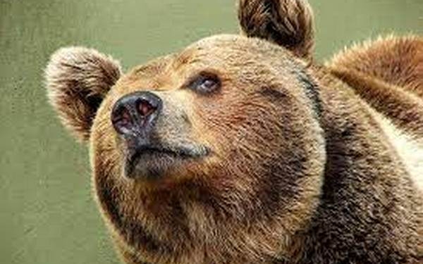 У естонському місті Тарту вже три дні по вулицях блукає ведмідь – поліція просить мешканців триматися від нього подалі