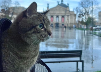 Харківський Кіт Степан повернувся в Україну. І продовжить збирати гроші для допомоги іншим тваринкам
