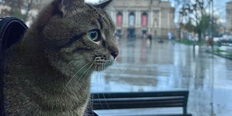 Харківський Кіт Степан повернувся в Україну. І продовжить збирати гроші для допомоги іншим тваринкам
