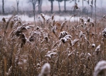 Перший сніг в Україні прогнозують ще восени в кількох областях