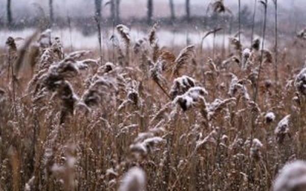 Перший сніг в Україні прогнозують ще восени в кількох областях