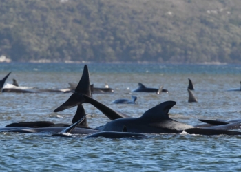 В той самий день. У Тасманії на берег масово викинулись кити – так само, як 2 роки назад (ФОТО, ВІДЕО)