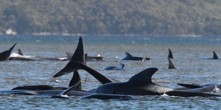 В той самий день. У Тасманії на берег масово викинулись кити – так само, як 2 роки назад (ФОТО, ВІДЕО)