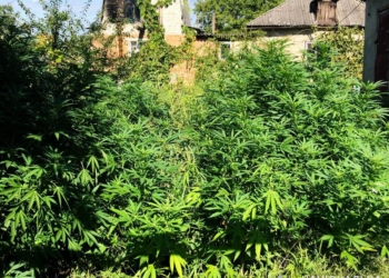 У Первомайському районі Миколаївщини поліцейські вилучили у двох чоловіків майже 200 рослин конопель та канабіс (ФОТО)