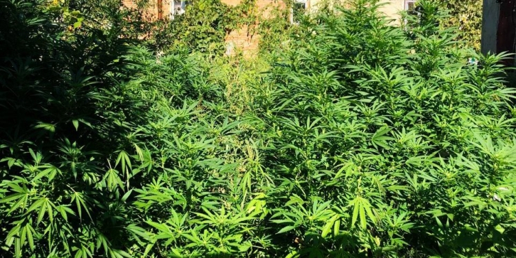 У Первомайському районі Миколаївщини поліцейські вилучили у двох чоловіків майже 200 рослин конопель та канабіс (ФОТО)