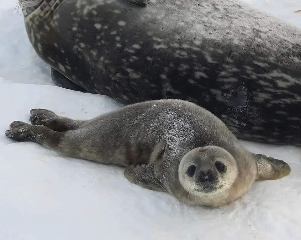 Поблизу української станції в Антарктиді народились перші тюленята (ФОТО) 3
