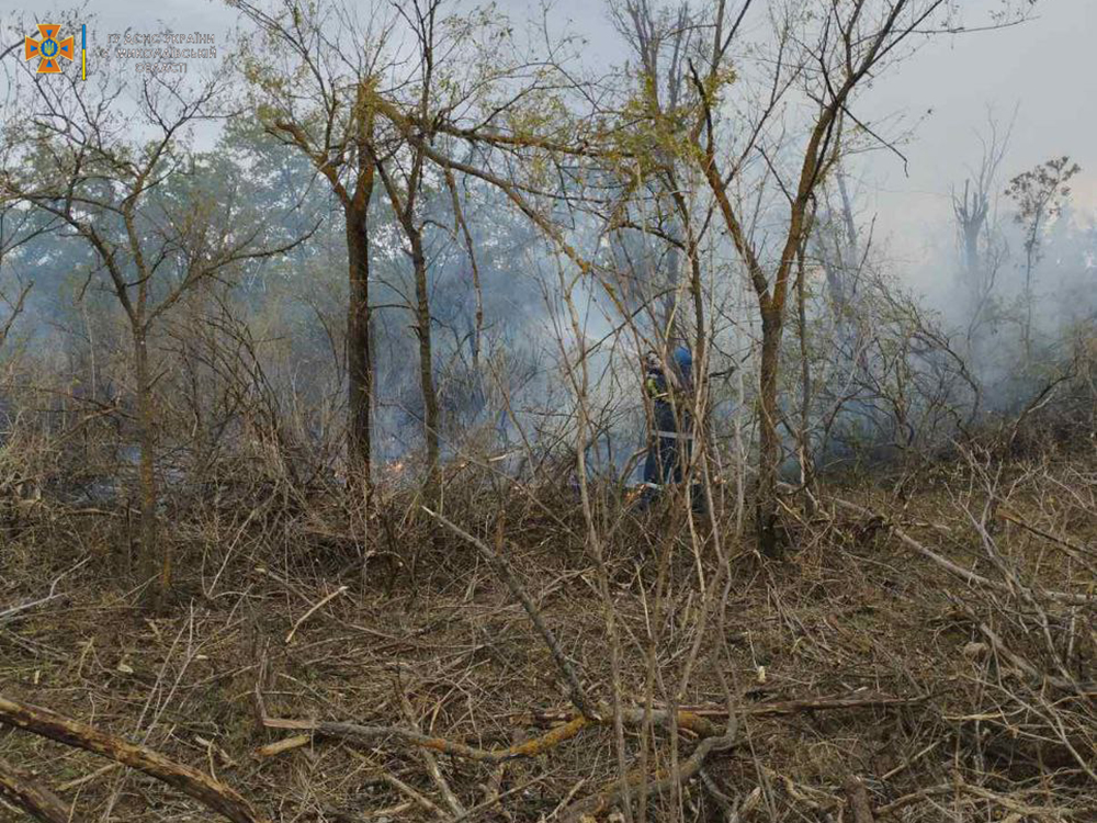 Через російські обстріли на Миколаївщині вигоріло 2,5 га лісу (ФОТО) 5