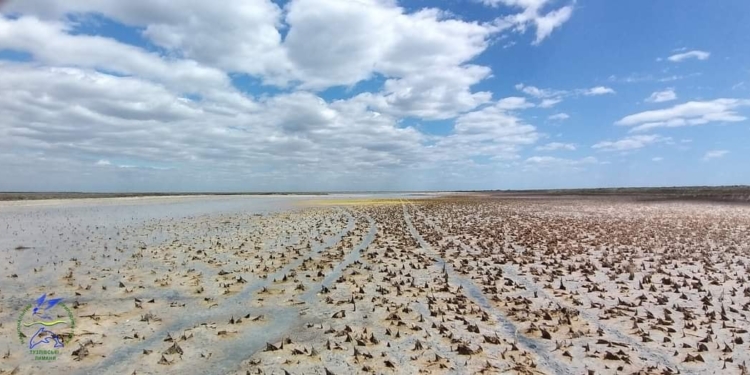 Чому в парку “Тузловські лимани” пересихають унікальні внутрішні озера, і до чого тут війна (ФОТО)