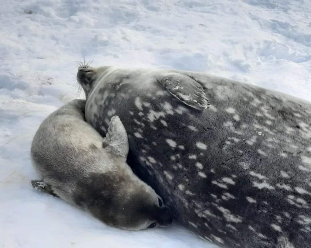 Поблизу української станції в Антарктиді народились перші тюленята (ФОТО) 5
