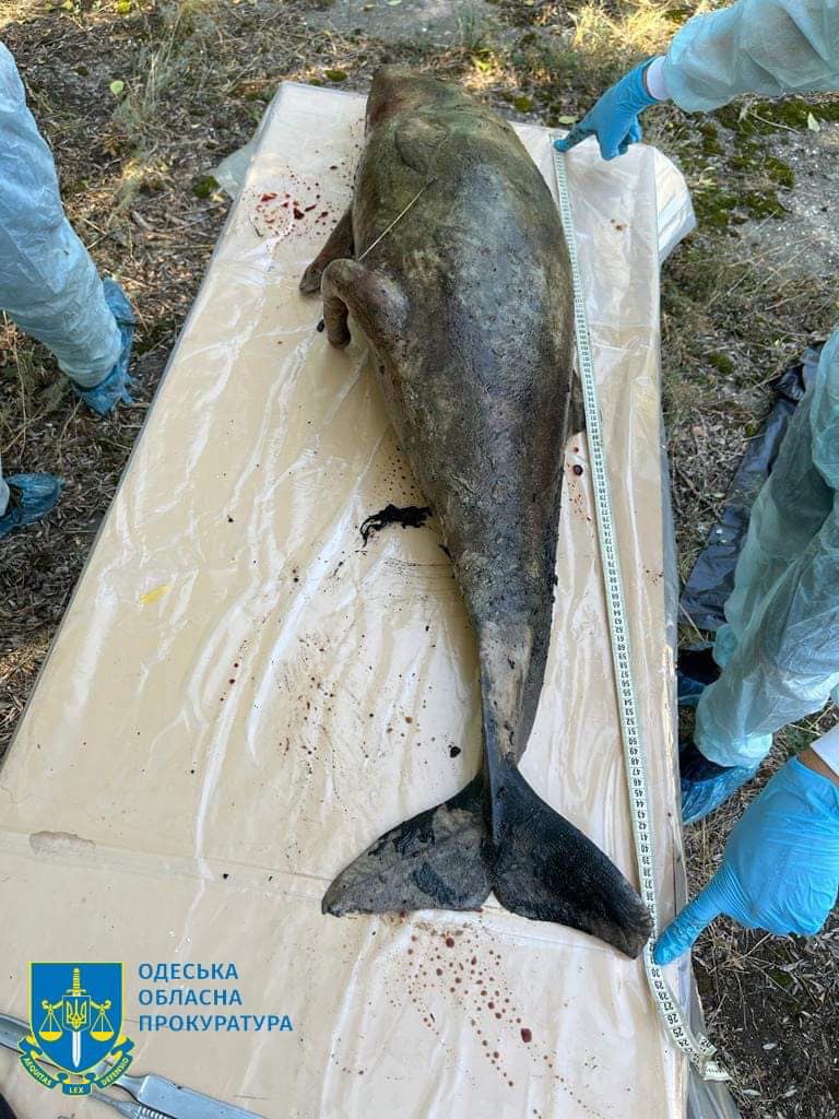 Масова загибель дельфінів у Чорному морі через збройну агресію РФ – розпочато розслідування екоциду (ФОТО) 7