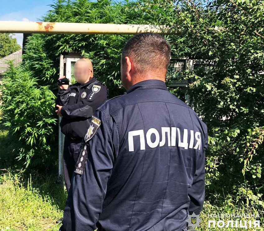 У Первомайському районі Миколаївщини поліцейські вилучили у двох чоловіків майже 200 рослин конопель та канабіс (ФОТО) 9