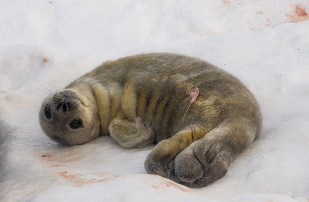 Поблизу української станції в Антарктиді народились перші тюленята (ФОТО) 9