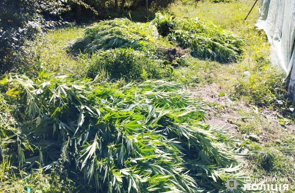 У Первомайському районі Миколаївщини поліцейські вилучили у двох чоловіків майже 200 рослин конопель та канабіс (ФОТО) 11