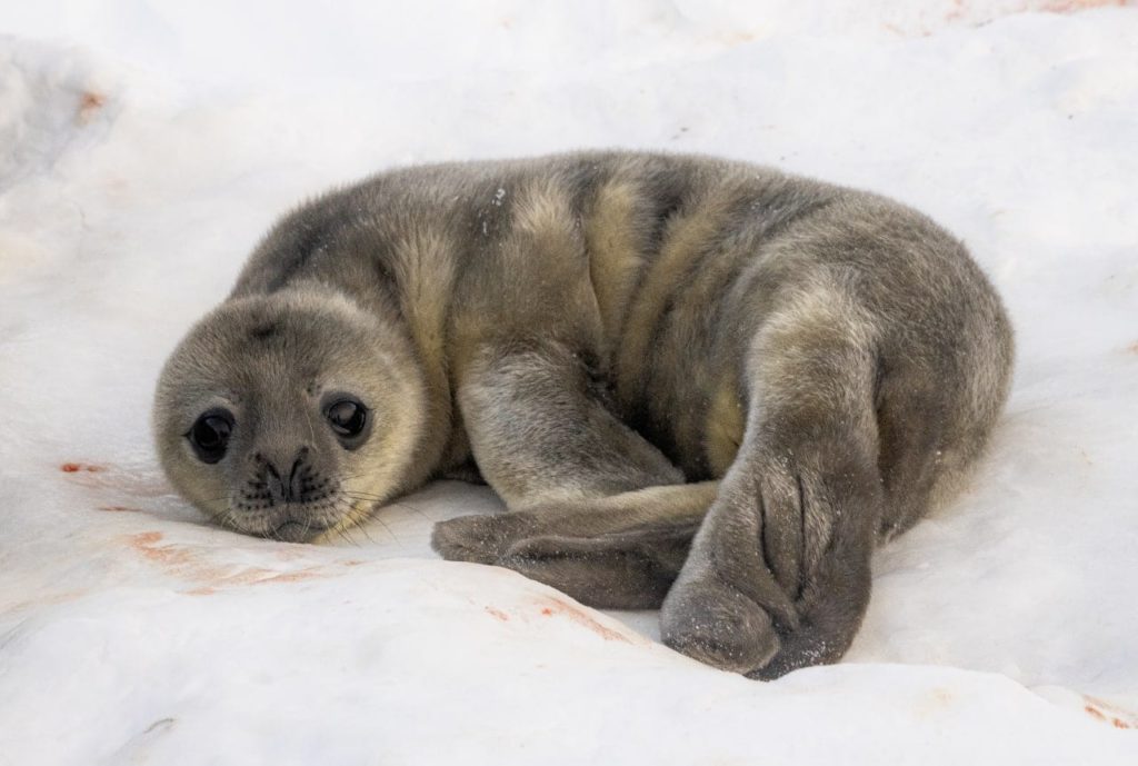 Поблизу української станції в Антарктиді народились перші тюленята (ФОТО) 11