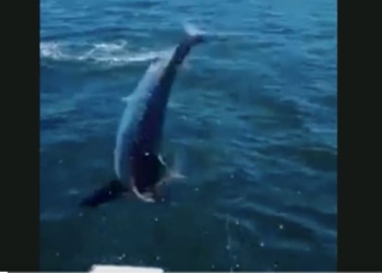 Щойно ти рибалка, а вже здобич – акула стрибнула на палубу рибальської шхуни й здійняла паніку (ВІДЕО)