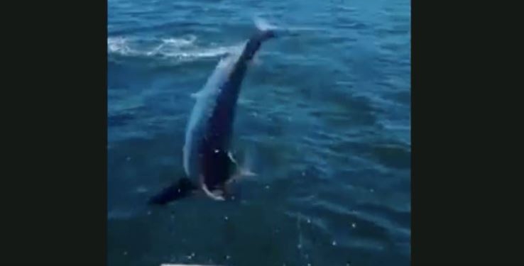 Щойно ти рибалка, а вже здобич – акула стрибнула на палубу рибальської шхуни й здійняла паніку (ВІДЕО)