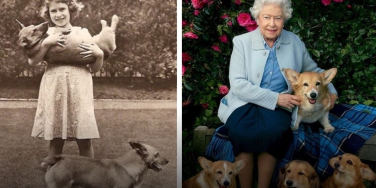 Єлизавета ІІ завжди любила собак. Що тепер буде з її улюбленцями? (ФОТО)