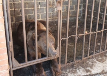 В Бахмуті військові знайшли покинутого ведмедя – тварина була знесилена і шокована (ФОТО)