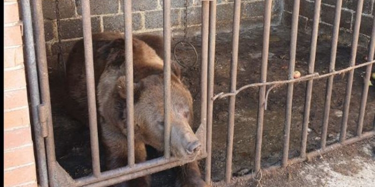 В Бахмуті військові знайшли покинутого ведмедя – тварина була знесилена і шокована (ФОТО)