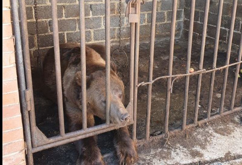 В Бахмуті військові знайшли покинутого ведмедя – тварина була знесилена і шокована (ФОТО)