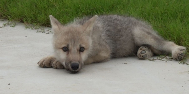 У Китаї клонували арктичного вовка, який знаходиться на межі зникнення (ФОТО)