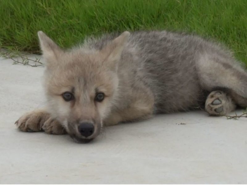У Китаї клонували арктичного вовка, який знаходиться на межі зникнення (ФОТО)