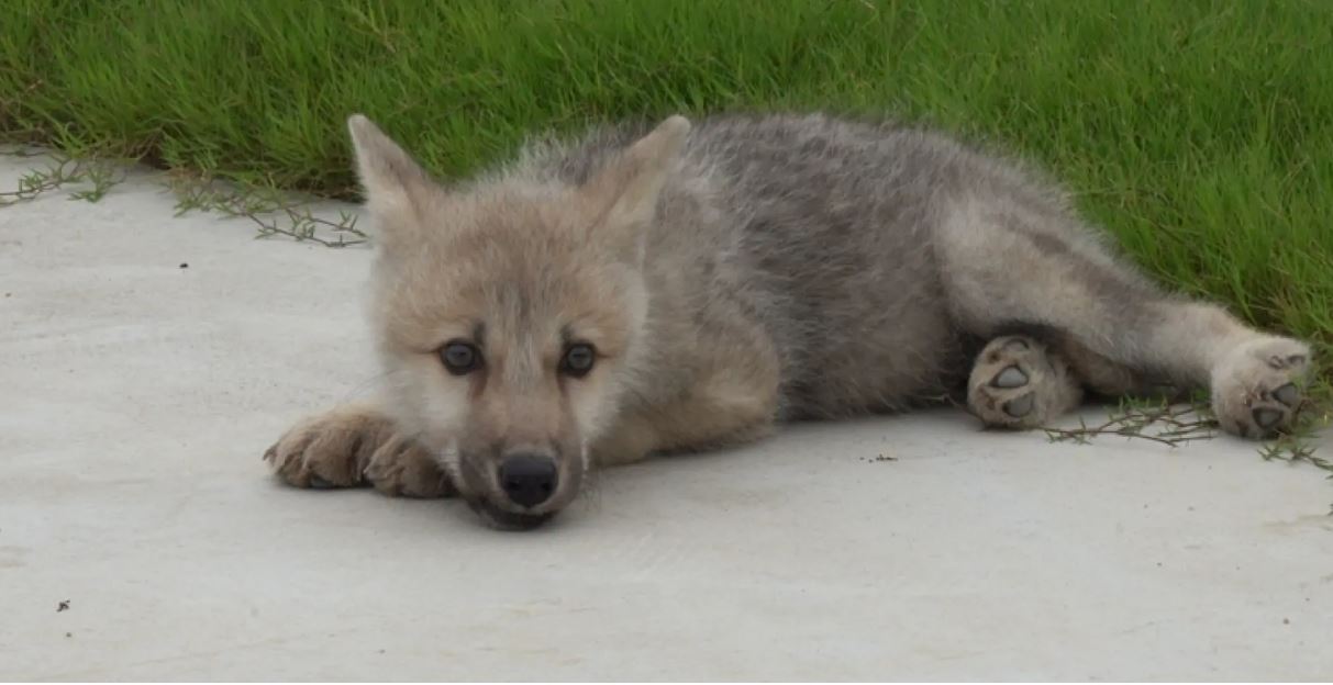 У Китаї клонували арктичного вовка, який знаходиться на межі зникнення (ФОТО) 5