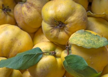 Осінь – час айви. Ви її ігноруєте? Даремно, і ось чому