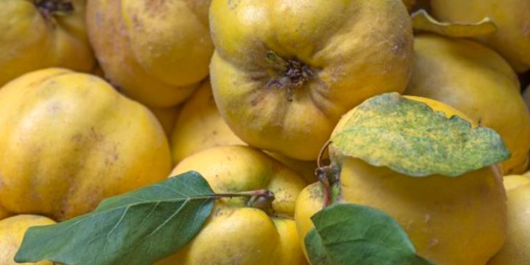 Осінь – час айви. Ви її ігноруєте? Даремно, і ось чому