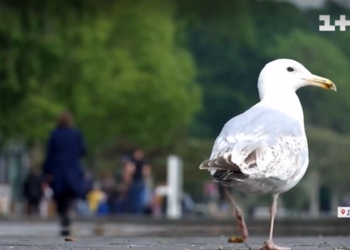 Данці по-своєму беруться відбудовувати Миколаїв. В що будуть вкладати гроші (ВІДЕО)