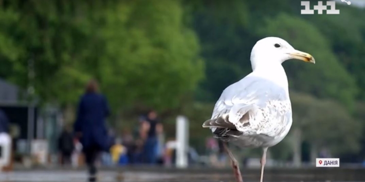Данці по-своєму беруться відбудовувати Миколаїв. В що будуть вкладати гроші (ВІДЕО)