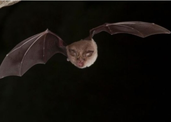 В рф у кажанів знайшли новий небезпечний штам коронавірусу