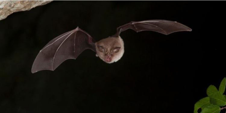 В рф у кажанів знайшли новий небезпечний штам коронавірусу
