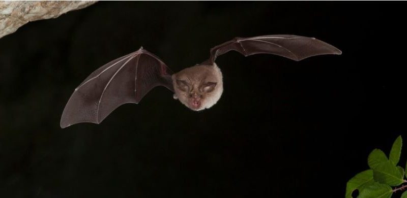 В рф у кажанів знайшли новий небезпечний штам коронавірусу