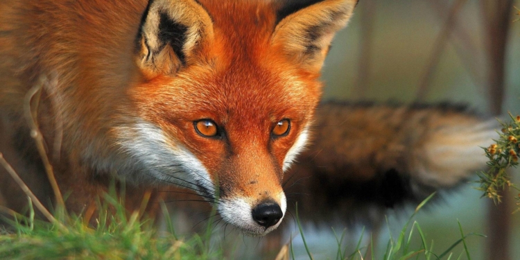 Вміння, а не везіння. Лисиця шокувала науковців результатами рибалки – 10 коропів за годину (ВІДЕО)