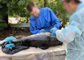 Масова загибель дельфінів у Чорному морі через збройну агресію РФ – розпочато розслідування екоциду (ФОТО)