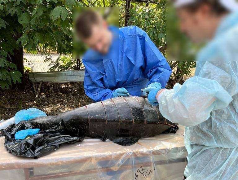 Масова загибель дельфінів у Чорному морі через збройну агресію РФ – розпочато розслідування екоциду (ФОТО)