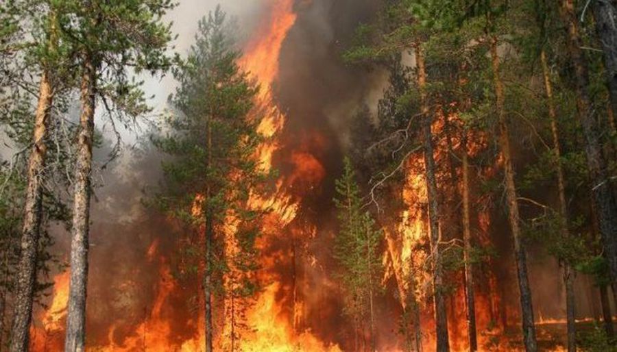 Окупанти шкідливі і для довкілля: росія вже нанесла збитків нашій природі на понад 37 млрд.євро 1