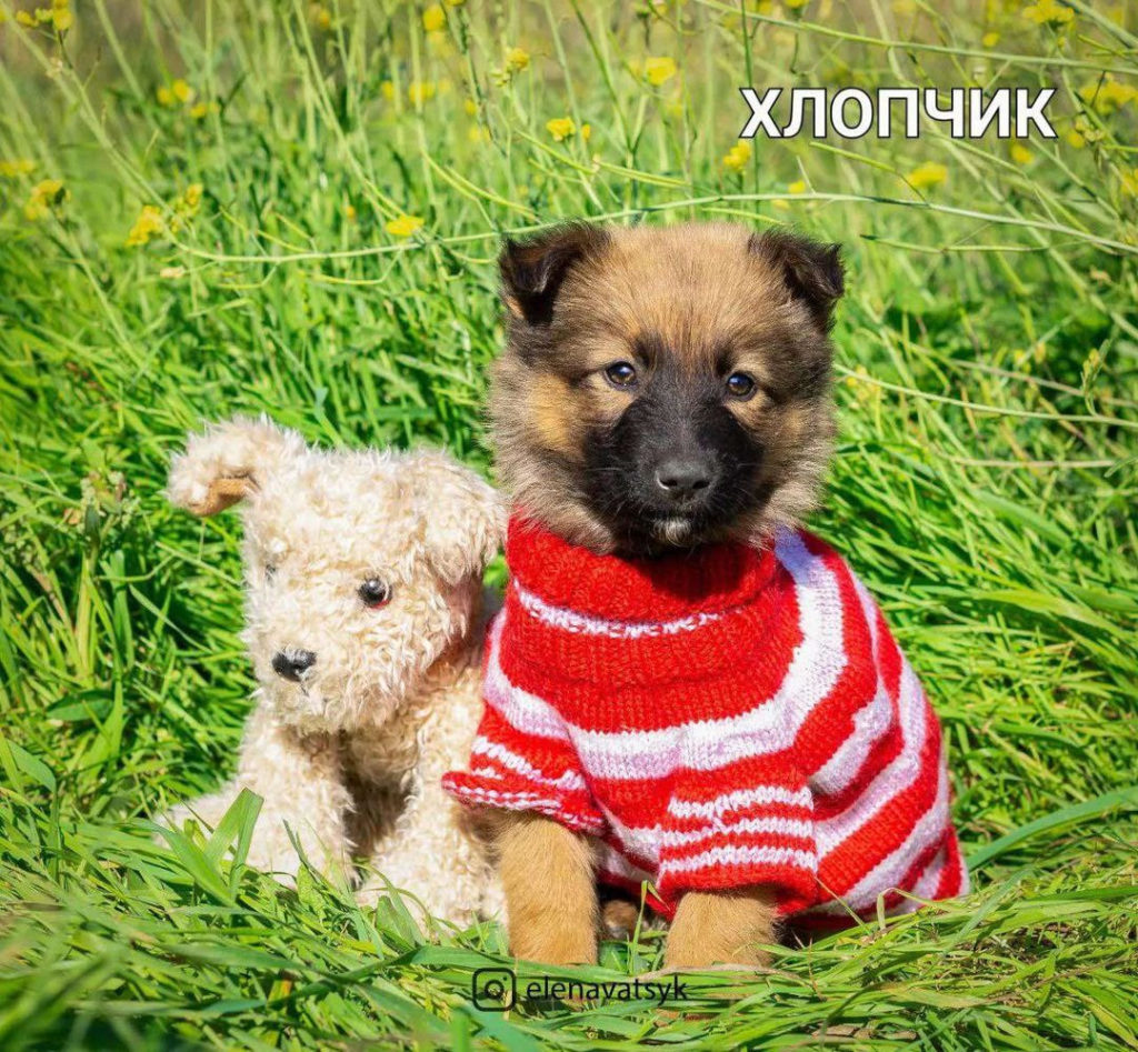Сьогодні у Миколаєві шукатимуть домівку та люблячих господарів для 50 собак (ФОТО) 7