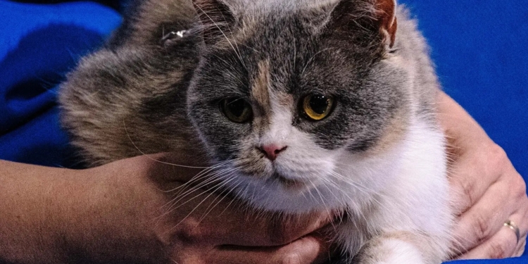 В Естонію з українськими біженцями приїхало майже 3 тис. домашніх тварин. Що з ними зараз?