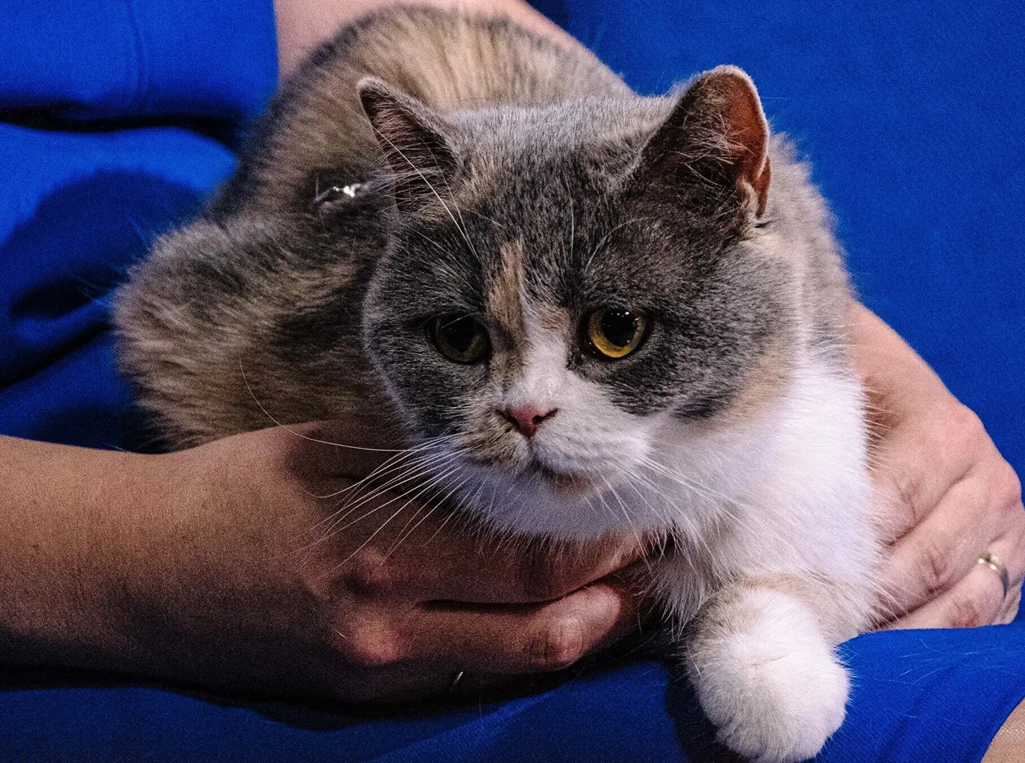 В Естонію з українськими біженцями приїхало майже 3 тис. домашніх тварин. Що з ними зараз?