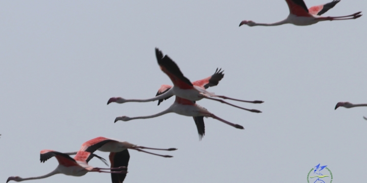 Це просто красиво. На Одещині гостювали рожеві фламінго (ФОТО)
