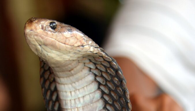 З тераріуму Стокгольмського зоопарку збігла отруйна 2,5-метрова королівська кобра. І через тиждень повернулась  