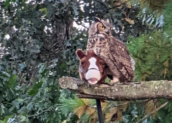 Наче відьма на метлі. Сова вкрала дитячого коника на паличці і літала з ним, лякаючи всіх навколо (ФОТО, ВІДЕО)