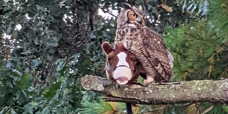 Наче відьма на метлі. Сова вкрала дитячого коника на паличці і літала з ним, лякаючи всіх навколо (ФОТО, ВІДЕО)